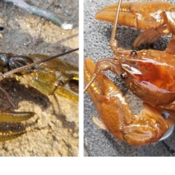 Biologists Discover Two New Crayfish Species in Western North Carolina