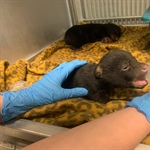 The Wildlife Commission Explains Black Bear Rehabilitation