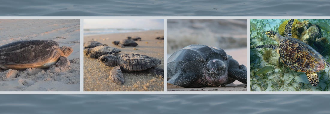 Public Comments Sought on Sea Turtle Conservation Plan Through May 24