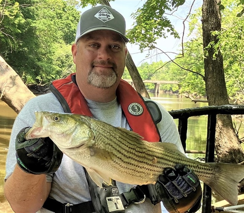 WRC’s Jeremy McCargo with a Striped Bass collected from the Neuse River week of May 15