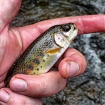 Rainbow Trout infected with Myxobolus cerebralis the parasite responsible for whirling disease Photo by M Scoggins