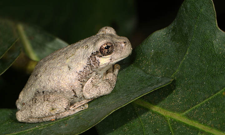 a Cope's Gray Treefrog rests on a dark green leaf