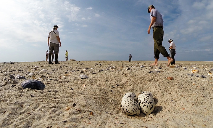 Four spotted eggs rest in the sand in the foreground while volunteers scour the beach in the background