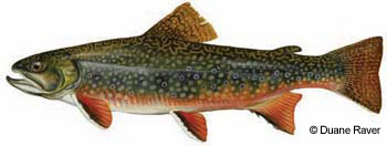 a painting of a brook trout in profile